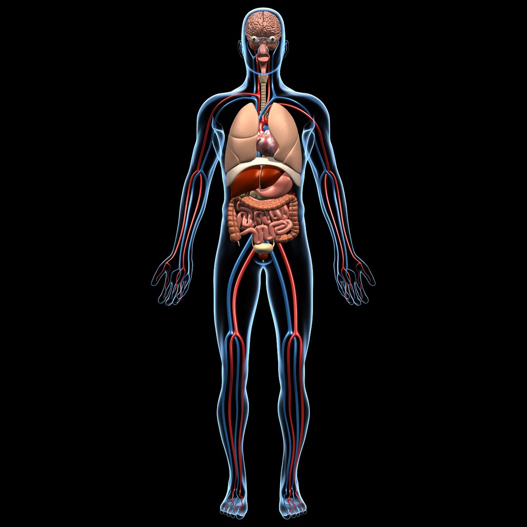 human anatomy pumping heart 3d model https://p.turbosquid.com/ts-thumb/c4/165JIp/X9yliILt/anatomy_brain_e/jpg/1334362874/1920x1080/fit_q87/a21a902ed40299c433230d406bc45904fe58e02e/anatomy_brain_e.jpg