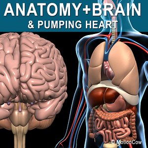 Anatomy and Brain
