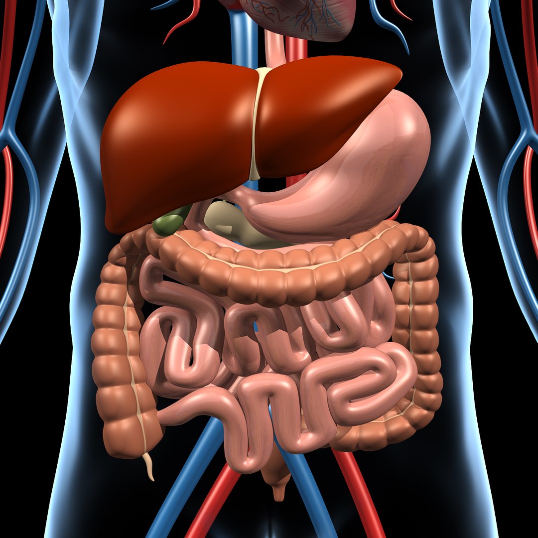 human anatomy pumping heart 3d model https://p.turbosquid.com/ts-thumb/c4/165JIp/YWRClVfq/cu_digestive/jpg/1334362874/1920x1080/fit_q87/2ec7142ae291be4113b43c3d468852e296dc0477/cu_digestive.jpg