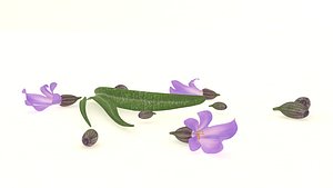 3D model plant lavender flower spices