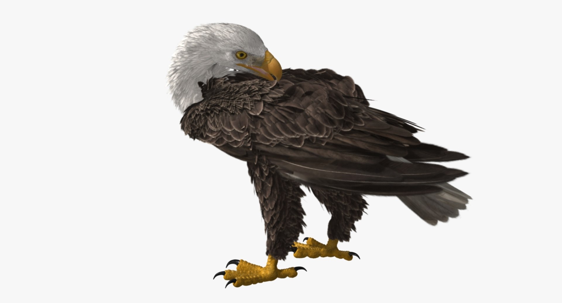 3d bald eagle https://p.turbosquid.com/ts-thumb/c4/7ejgqh/AfWis4sa/rp10/jpg/1483632075/1920x1080/fit_q87/c126cb7b75c3ec6be27bb8e1723020d353629f30/rp10.jpg