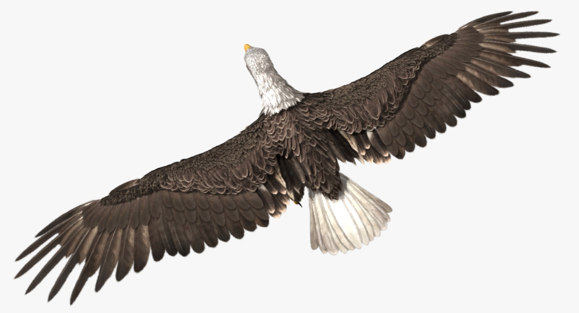 3d bald eagle https://p.turbosquid.com/ts-thumb/c4/7ejgqh/IEIcS4Ay/r00/jpg/1483632027/1920x1080/fit_q87/ae2ba77c3beacd4a154480e0e808fb0fc4daa845/r00.jpg