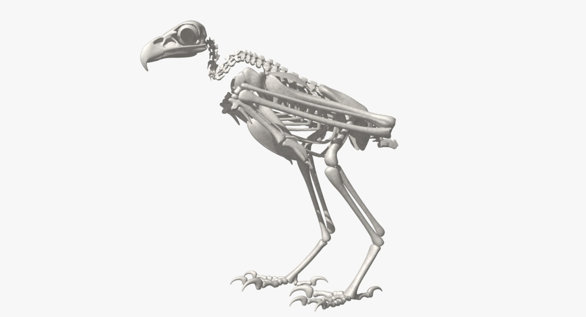 3d bald eagle https://p.turbosquid.com/ts-thumb/c4/7ejgqh/dCuiuYwS/rs01/jpg/1483632100/1920x1080/fit_q87/b49e330786014089e7368fa292b5213ee7481bd5/rs01.jpg