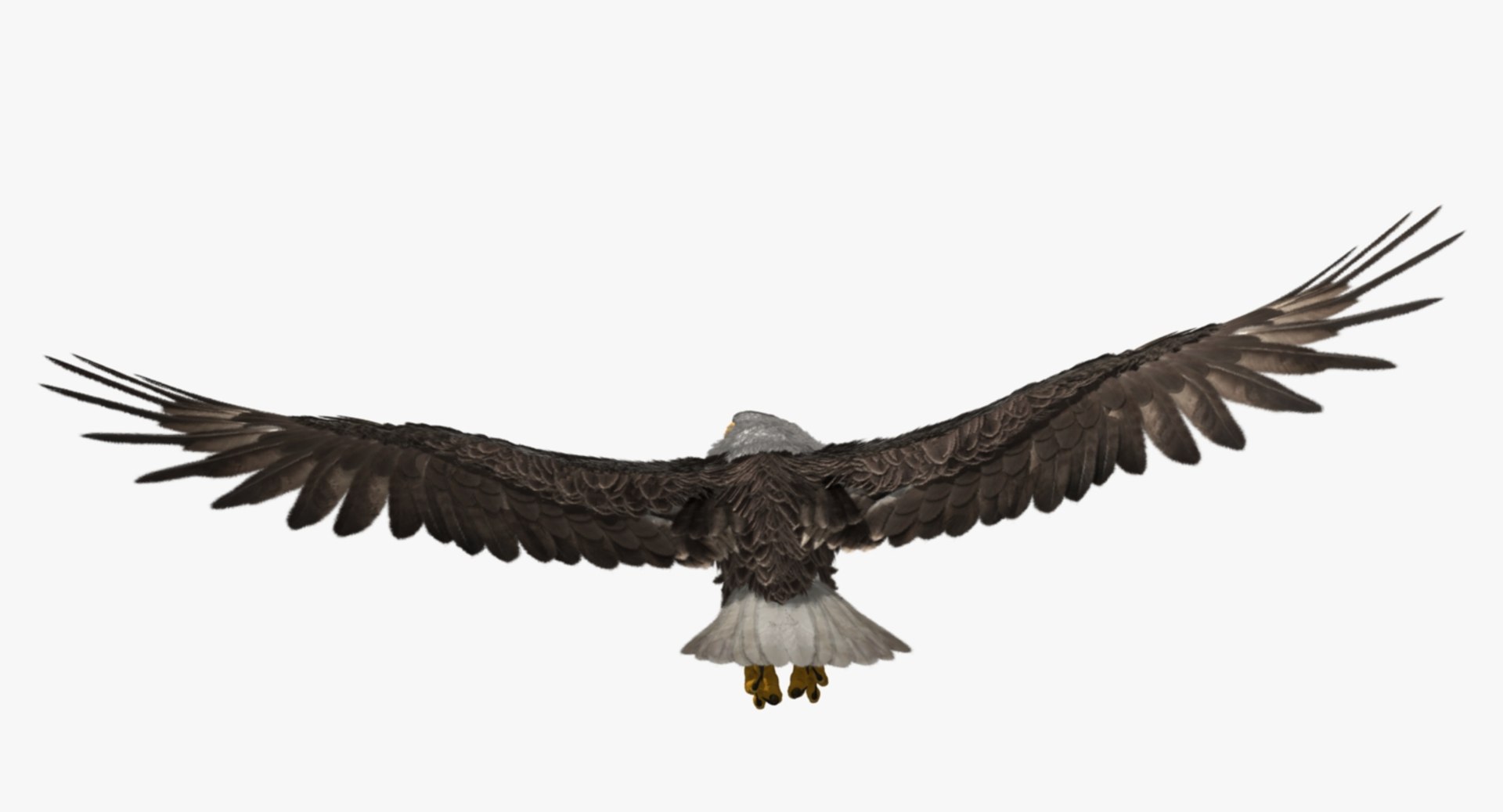 3d bald eagle https://p.turbosquid.com/ts-thumb/c4/7ejgqh/w6Z9JCgf/rp04/jpg/1483632074/1920x1080/fit_q87/4696f12c122a8665a52559a1c3c87dd9523bdc84/rp04.jpg