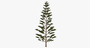 3D araucaria heterophylla star pine tree