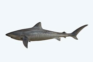 shark animal tiger model