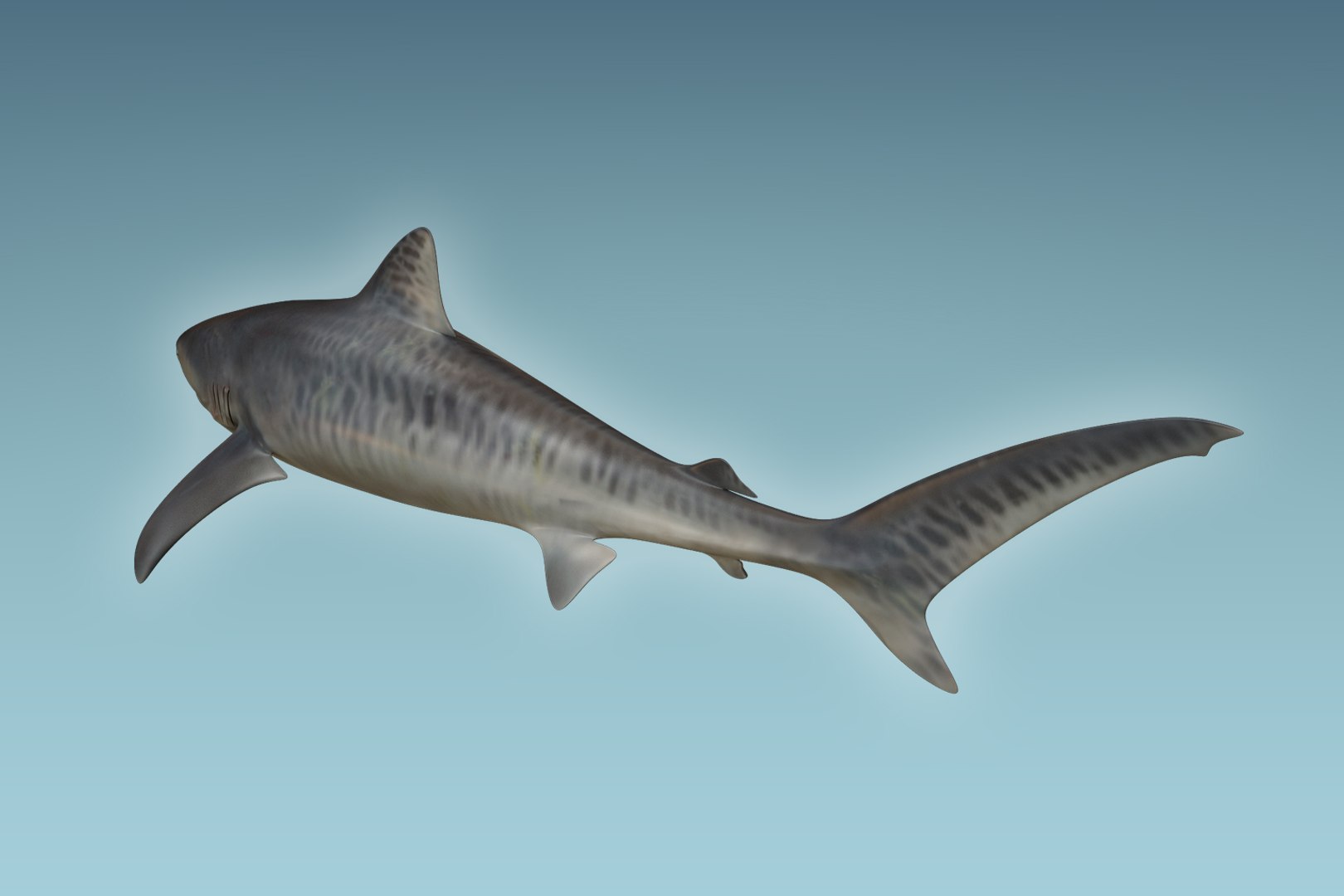 shark animal tiger model https://p.turbosquid.com/ts-thumb/c4/CrcUr8/BkmEaiJO/04/jpg/1504309946/1920x1080/fit_q87/552cedac7af5ea22ff8a0eac95065d11bef4cd12/04.jpg
