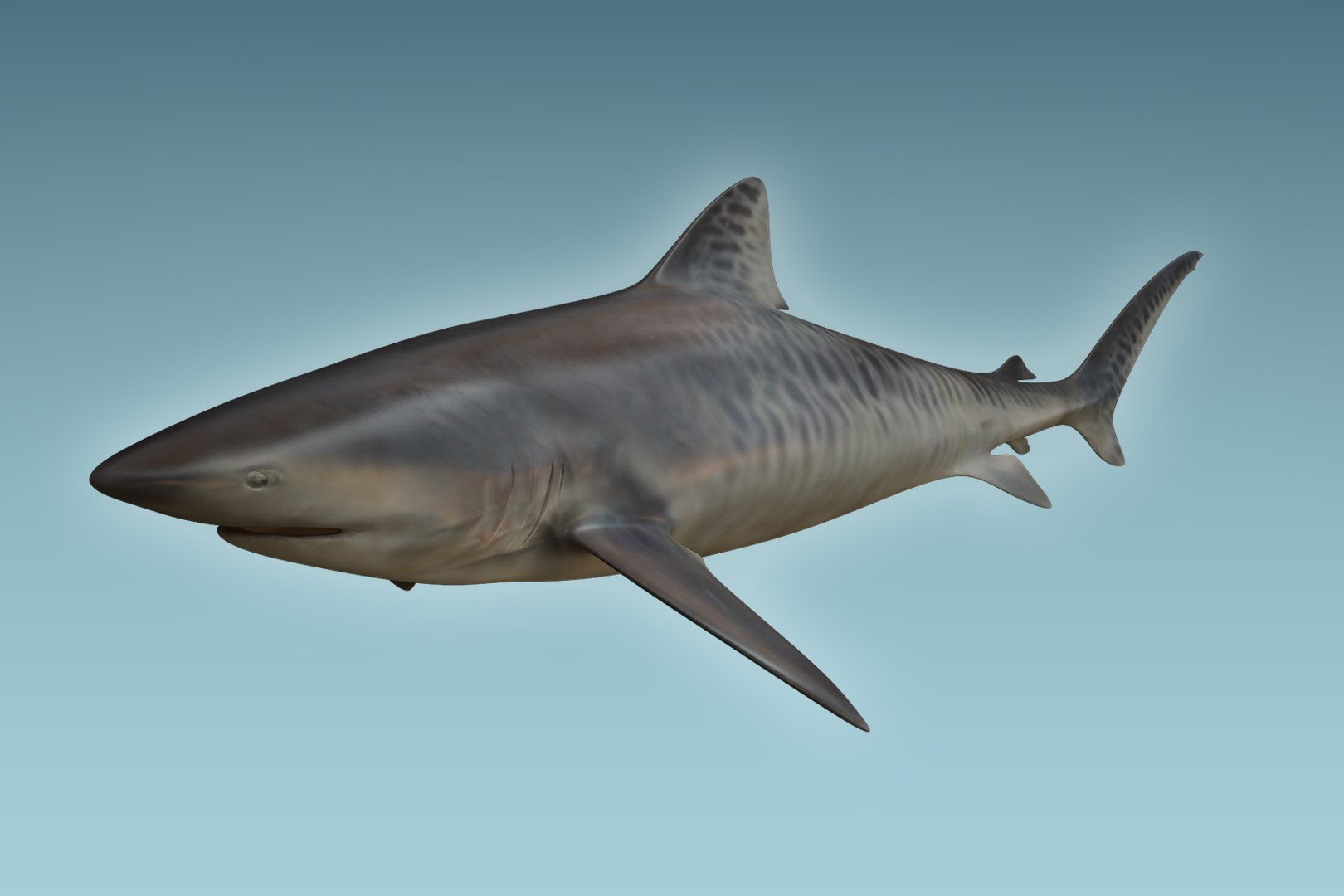 shark animal tiger model https://p.turbosquid.com/ts-thumb/c4/CrcUr8/fCnkUquh/05/jpg/1504309962/1920x1080/fit_q87/fc9adc32d479c210bcc583ba1c1a8f29060a0891/05.jpg