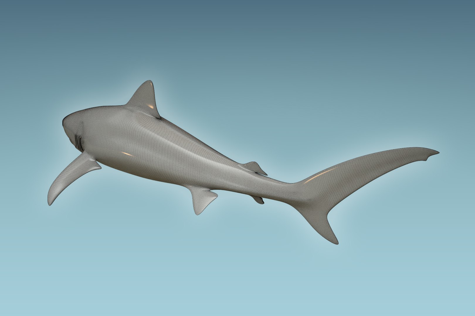 shark animal tiger model https://p.turbosquid.com/ts-thumb/c4/CrcUr8/fGPzQxCj/08/jpg/1504310244/1920x1080/fit_q87/3b4517711ccae3cfb4780d612557205c08e148e5/08.jpg