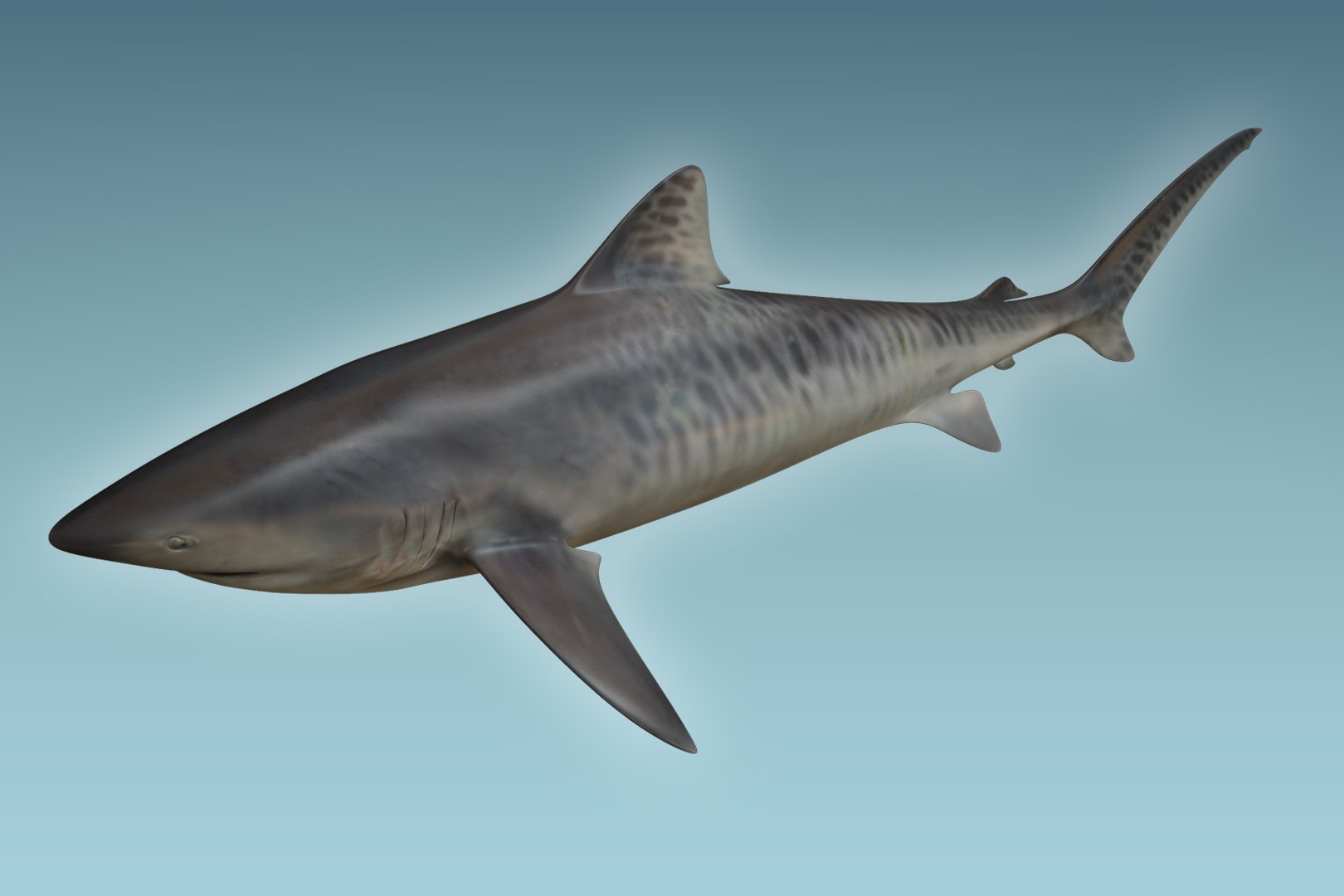 shark animal tiger model https://p.turbosquid.com/ts-thumb/c4/CrcUr8/hncPwxEu/03/jpg/1504309926/1920x1080/fit_q87/64ab7c8c885cfa167c65baeed1189974e50cbdb3/03.jpg