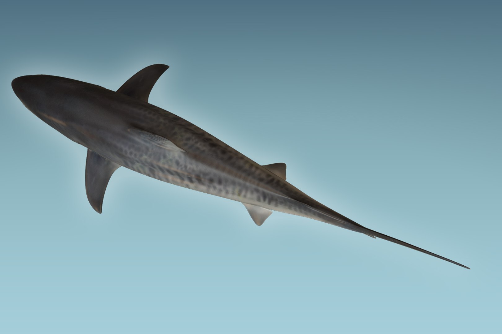 shark animal tiger model https://p.turbosquid.com/ts-thumb/c4/CrcUr8/pskwRbWl/06/jpg/1504310024/1920x1080/fit_q87/253f8b349ecbff162f74c71fa37e76775c53fd93/06.jpg