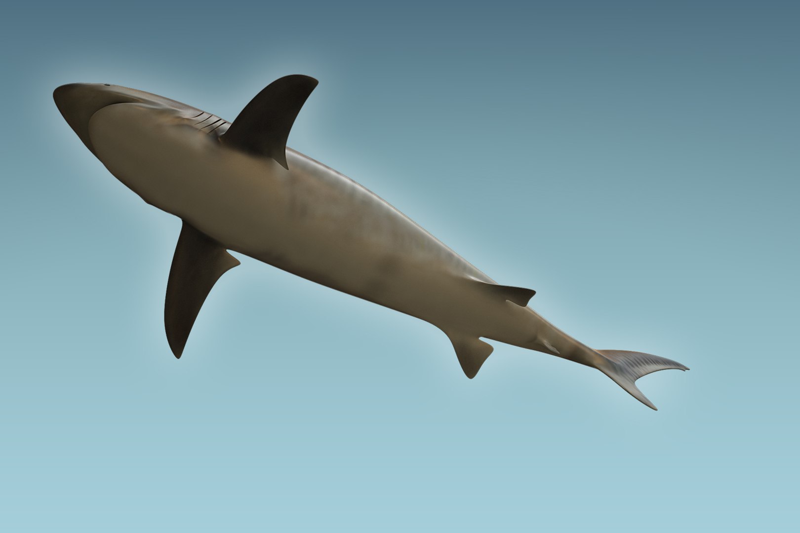 shark animal tiger model https://p.turbosquid.com/ts-thumb/c4/CrcUr8/xRwiNVs7/07/jpg/1504310097/1920x1080/fit_q87/7132b90faa76058ccde8dac5ce60eb6dbbf9b7c3/07.jpg