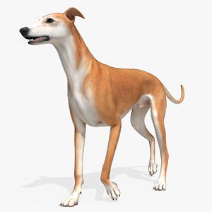 Greyhound Fur Rigged for Blender