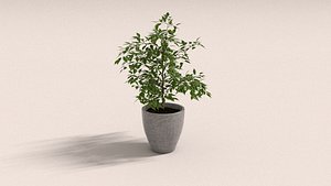 laos Ficus Benjamina model