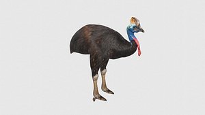 Low Poly Cassowary Rigged With Realistic Texture 3D model