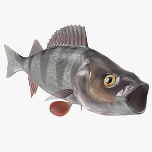 Perca Fluviatilis