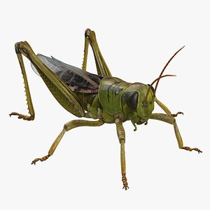 grasshopper fur 3D