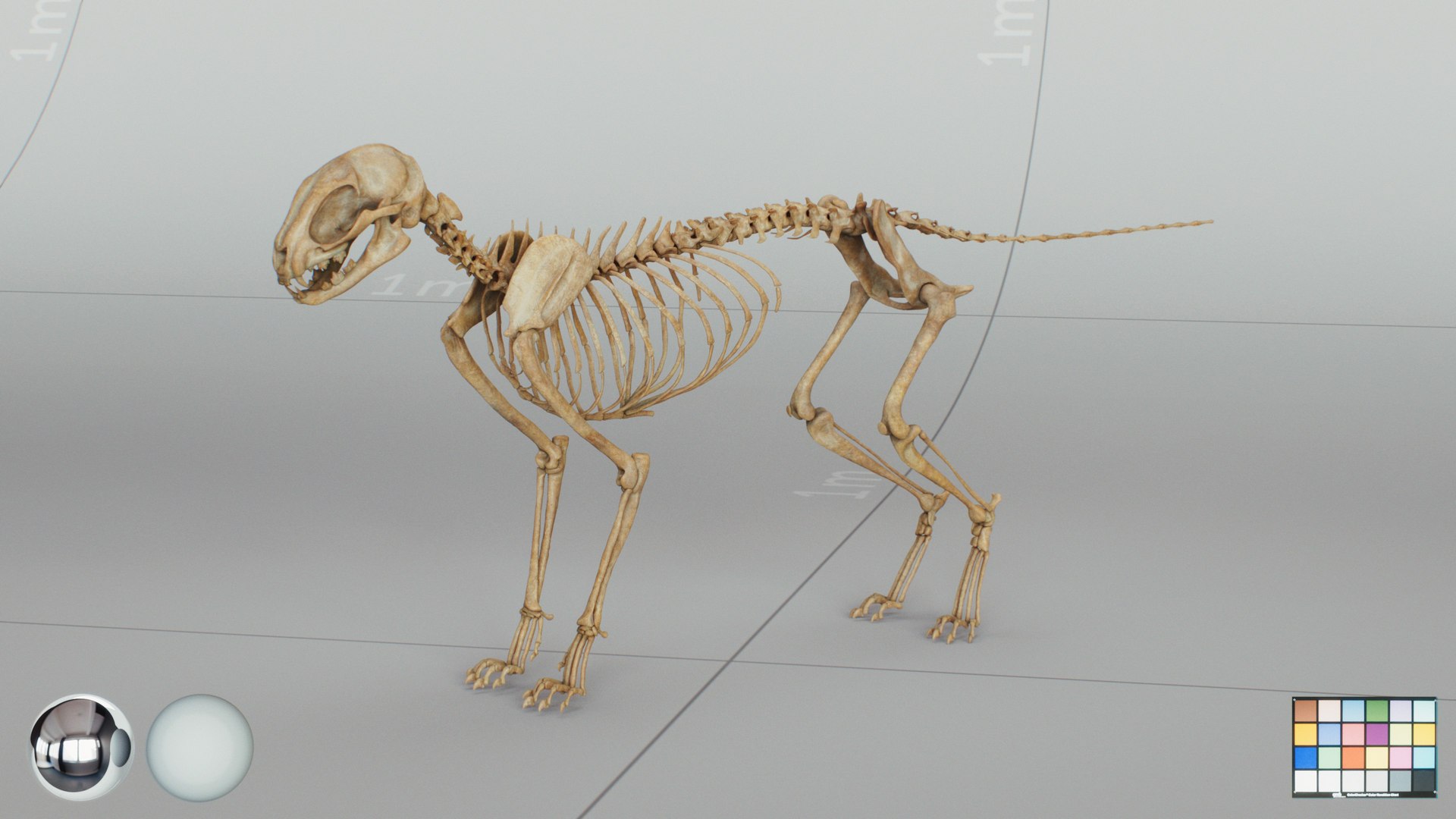 3D Animal Skeletons https://p.turbosquid.com/ts-thumb/c4/X3fPRr/Cr/cat_skeleton_main/jpg/1760339929/1920x1080/fit_q87/31aa2fcb3235518597b0fdf373379ad99c00f8ad/cat_skeleton_main.jpg