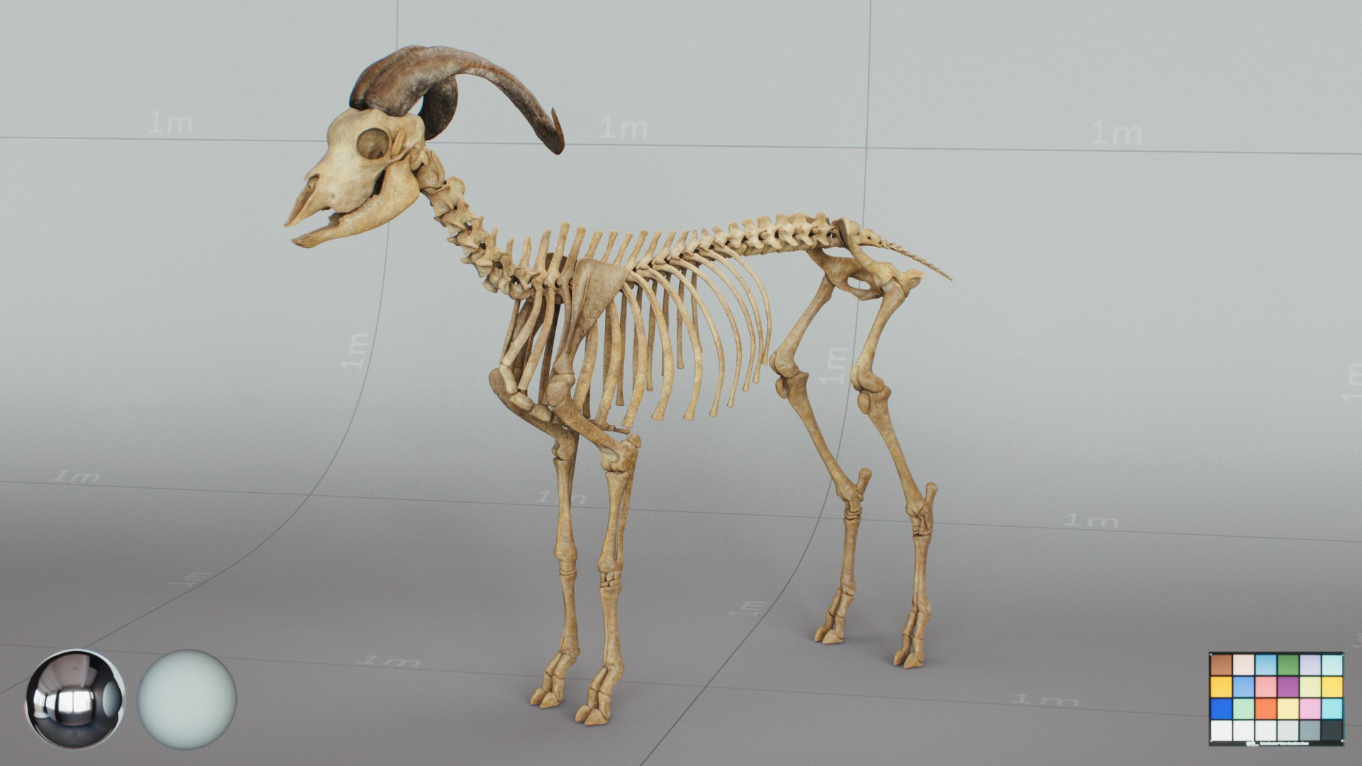 3D Animal Skeletons https://p.turbosquid.com/ts-thumb/c4/X3fPRr/WH/goat_skeleton_main/jpg/1760339783/1920x1080/fit_q87/dc0f4f50bc9c7077f5de4c7ccac3693c9d027c14/goat_skeleton_main.jpg