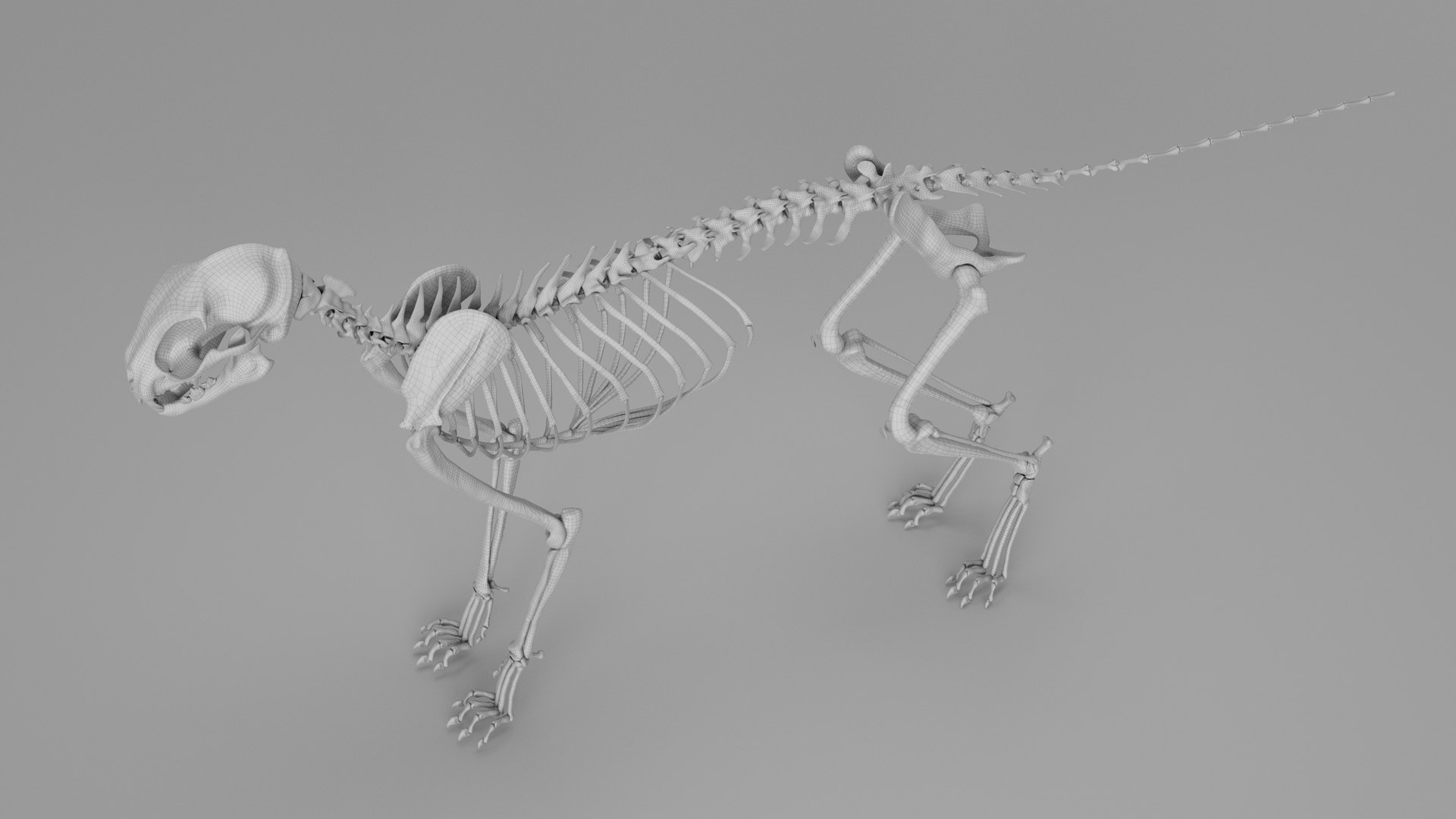 3D Animal Skeletons https://p.turbosquid.com/ts-thumb/c4/X3fPRr/v6/cat_skeleton_shadewire_27/jpg/1760339929/1920x1080/fit_q87/d19d53f9c737f56b41a6a06205645ef808b9b5d2/cat_skeleton_shadewire_27.jpg