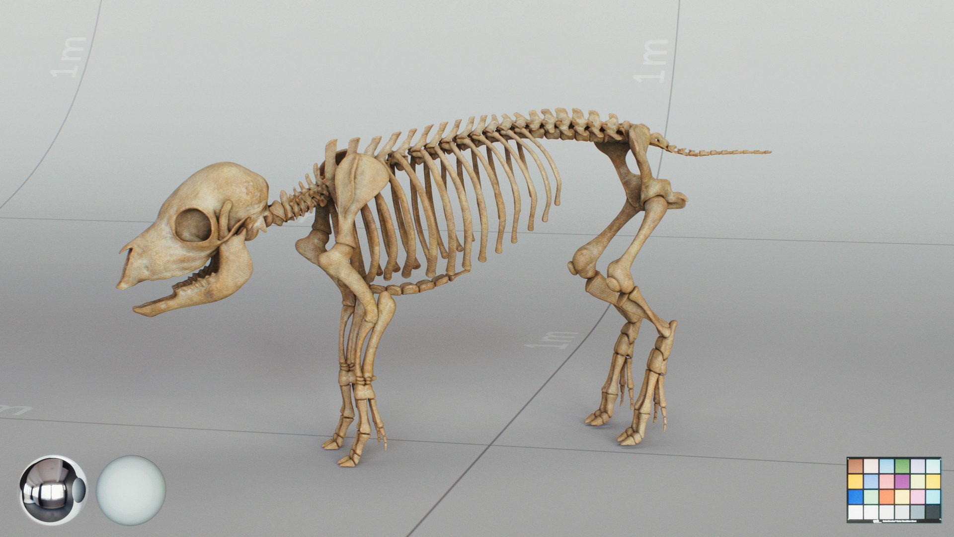 3D Animal Skeletons https://p.turbosquid.com/ts-thumb/c4/X3fPRr/xP/piglet_skeleton_main/jpg/1760339900/1920x1080/fit_q87/68c224972520adcc0ac59bb89f19b8d3b6eab41f/piglet_skeleton_main.jpg