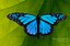 Blue Butterfly