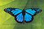 Blue Butterfly