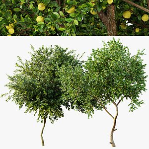 3D AV Fruit tree lemon and Big Joy Perfume Orange Michelia Champaca Tree
