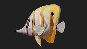 Butterflyfish