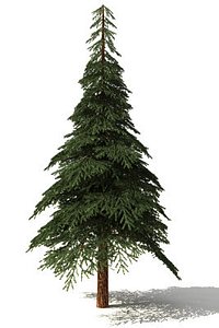 free firtree 3d model