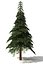 firtree 1