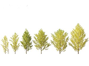 3D model Populus canadensis - Canadian Poplar 02