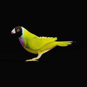 Gouldian Rainbow Finch Bird