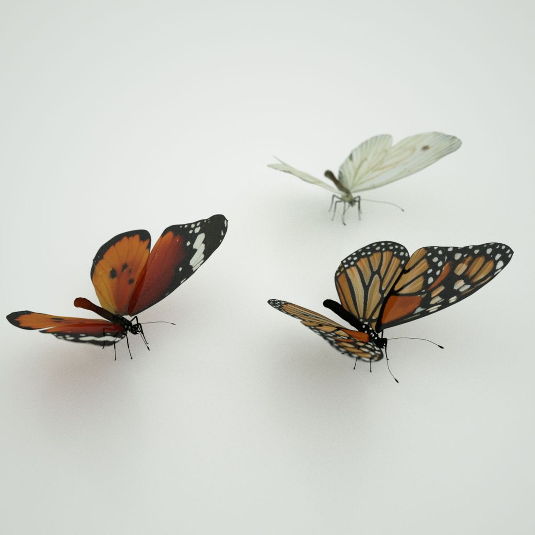 3d butterfly model