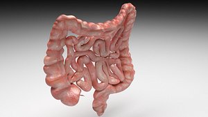 3D Intestine