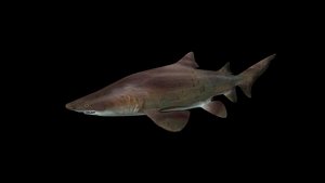 3D sandtigershark model