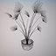 Plante Washingtonia Filifera