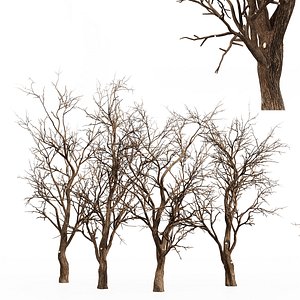 Tree silhouette Dry Tree Or Dead Tree002