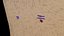 Mole nevus cancer Malignant melanoma differences