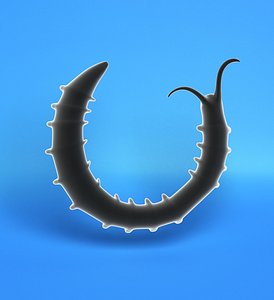 3d larval