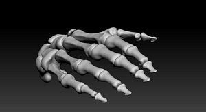 accurate hand skeleton bones 3D model