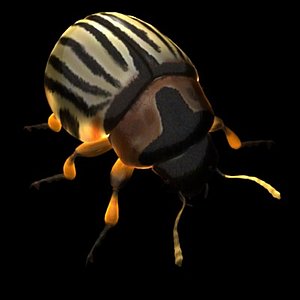 3d model leptinotarsa potato beetle bug