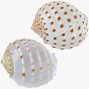 Tonna Tessellata Collection 3D model