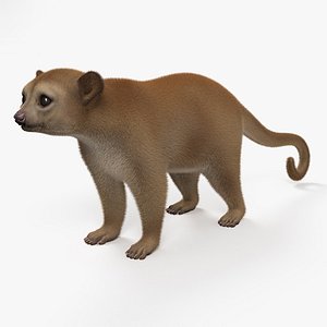 3D kinkajou mammal animal
