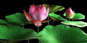 3d lotus flora