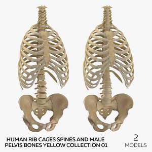 3D Human Rib Cages Spines and Male Pelvis Bones Yellow Collection 01 - 2 models