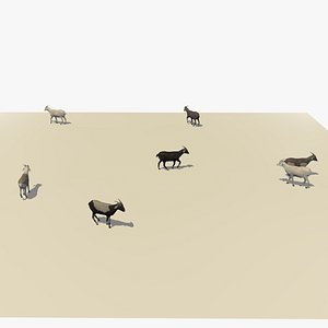3D group herd goats walking model