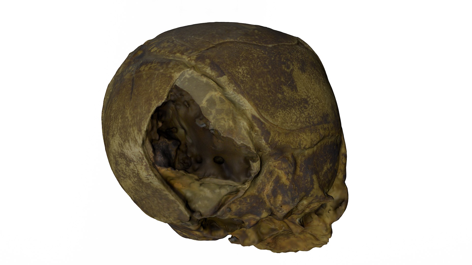 3d skull fetus model https://p.turbosquid.com/ts-thumb/c6/dEhT1T/17/renders0005/png/1649597865/1920x1080/fit_q87/b369ea7d21c9e0c4d8df6cb21f0924f4daacd377/renders0005.jpg