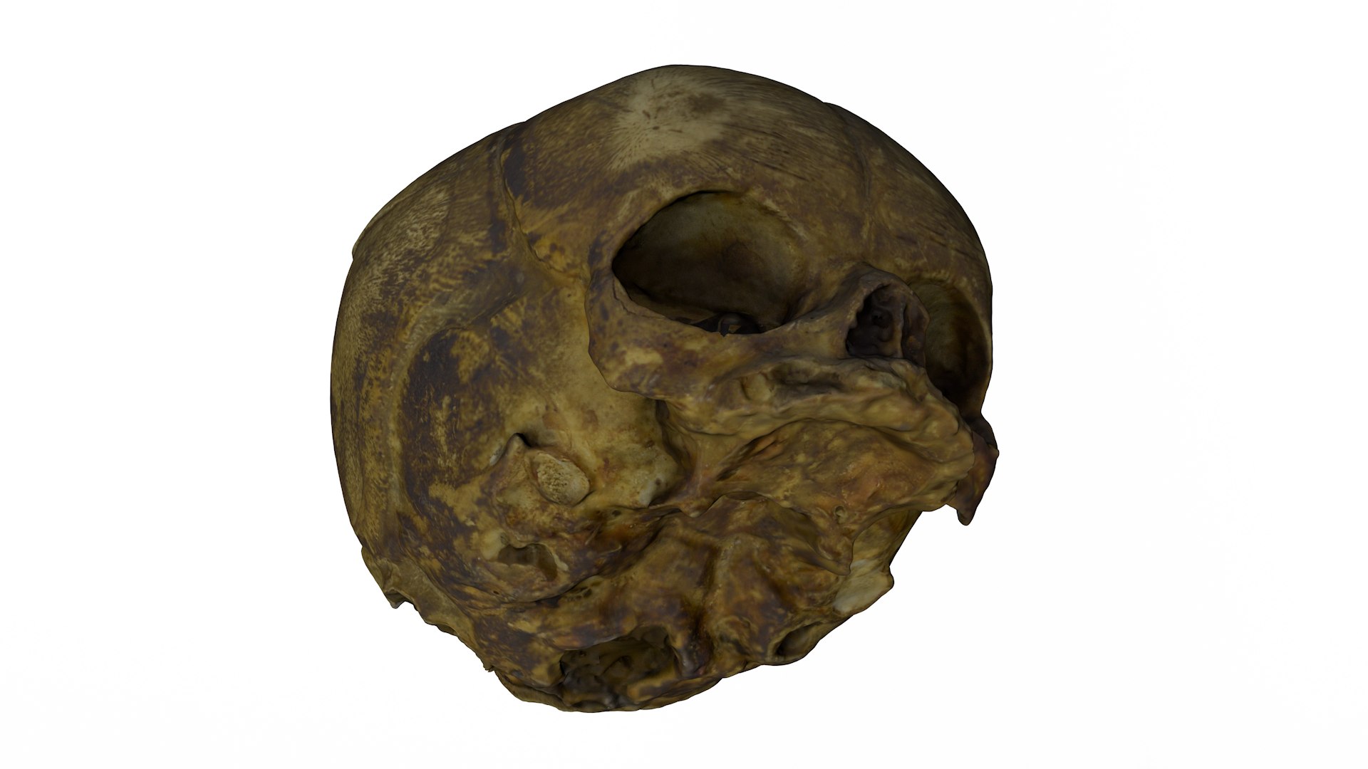 3d skull fetus model https://p.turbosquid.com/ts-thumb/c6/dEhT1T/1L/renders0001/png/1649597886/1920x1080/fit_q87/a649ddf4b712dcb2c78a2e0aabef18d7b1b62f86/renders0001.jpg