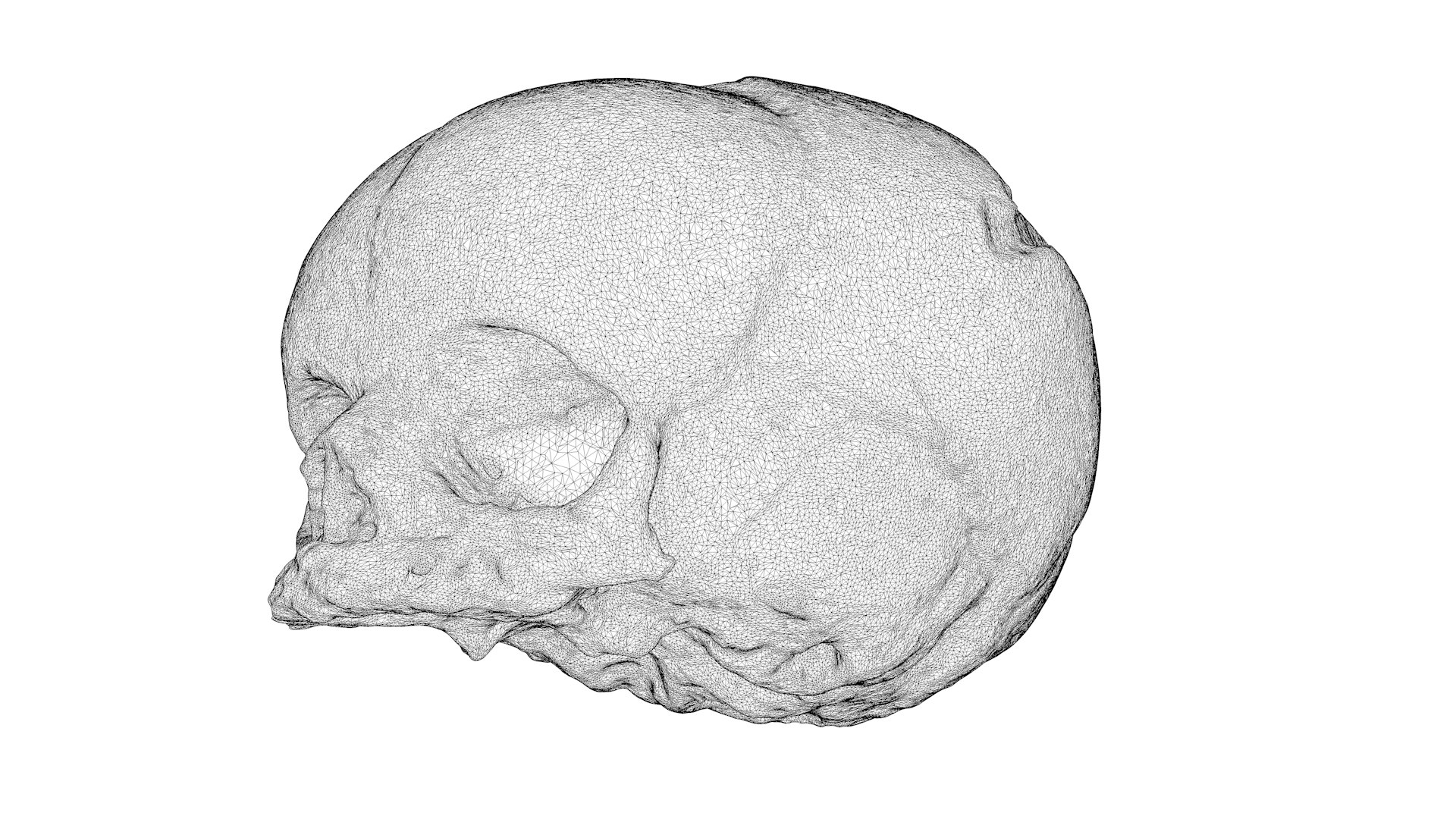 3d skull fetus model https://p.turbosquid.com/ts-thumb/c6/dEhT1T/2A/renderwireframe0002/png/1649597888/1920x1080/fit_q87/57cbfdc5ed7dedb311372bcd7ac653d1c40aacbc/renderwireframe0002.jpg